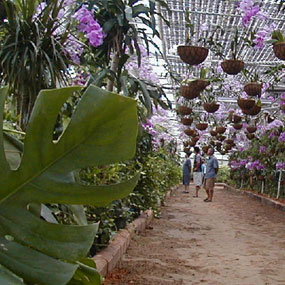 가볼만한곳-충남 오키드식물원